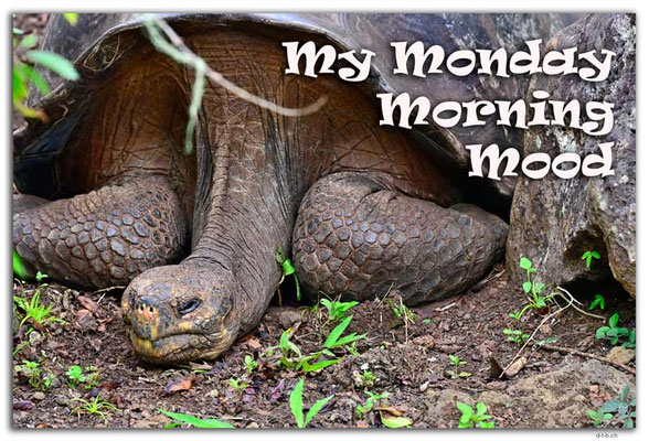 T064.Galapagos.San Cristobal Island.Ecuador.Monday Mood