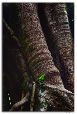 ID0187.Bedugul.Bot.Garten.Giant Fig Tree