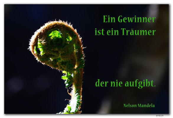 S0301.Farn.Grindelwald.Schweiz.Nelson Mandela