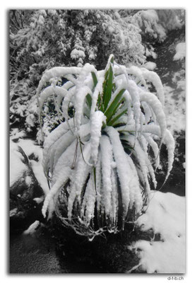 AU1390.Overland Track.Pandani in Snow