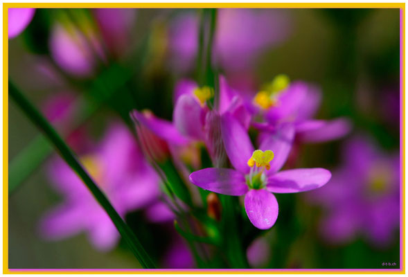 DE059. Amrum.Blume