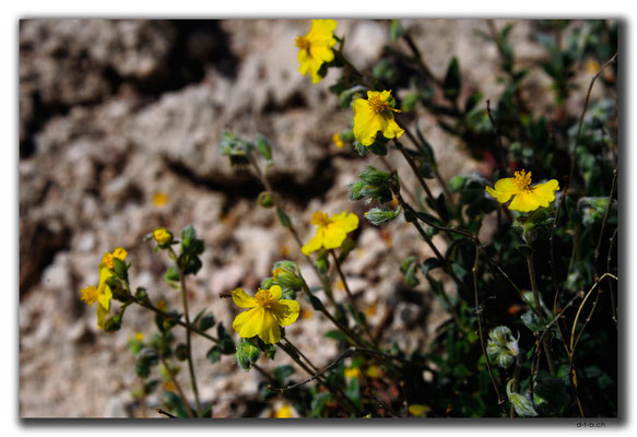 TR0744.Göreme.Blumen