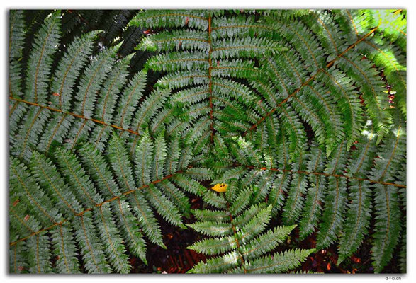 NZ0830.Stewart Island.Oban.Fern