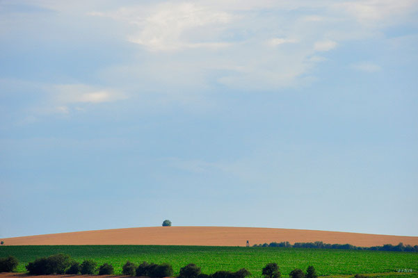 CZ006.Uhersky Brod Baum