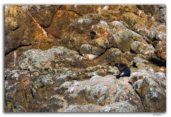 NZ0143.Bay of Islands.Seal on Bird Rock