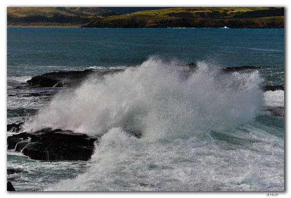 NZ0915.Curio Bay,Wave