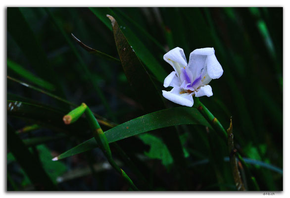ID0177.Bedugul.Bot.Garten.Orchidee