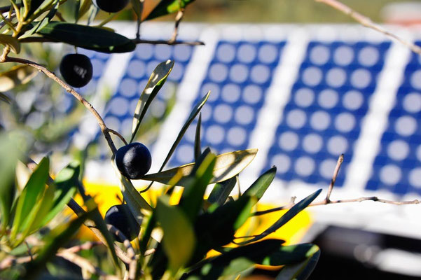 GR: Solatrike im Olivenhain