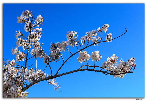 NZ1018.Christchurch.Blossoms