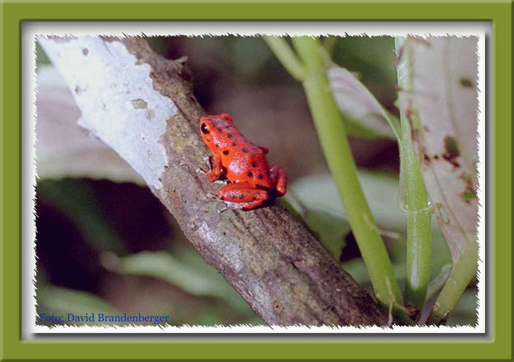 110.Pfeilgiftfrosch,Bocas del Toro,Panama