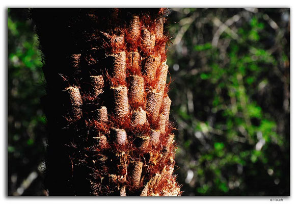 AU1474.Bemm River Rainforest Walk.Tree fern