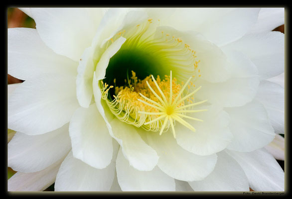 LAN078.Kaktusblüte