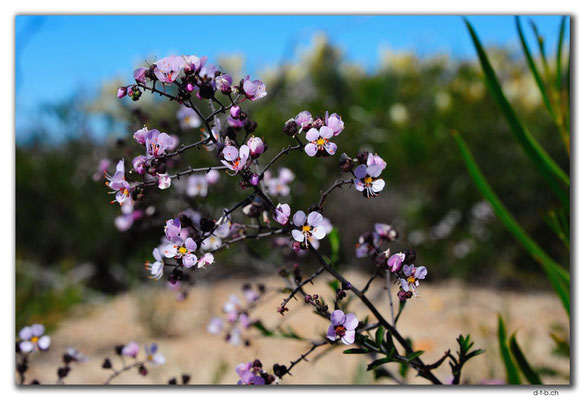 AU0433.Blume