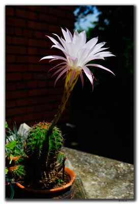 GE035.Kutaisi.Kaktusblüte