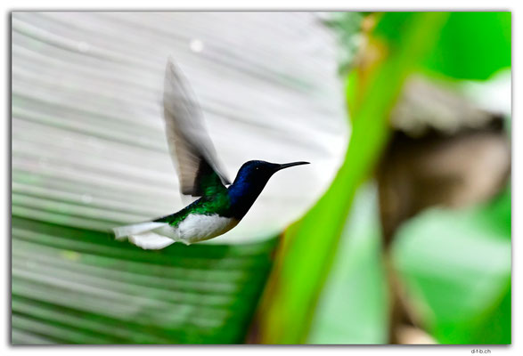 EQ0014.Los Bancos.Colibri