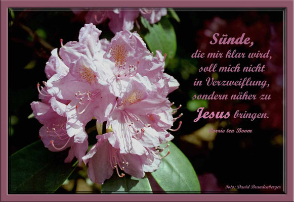 S0086.Rhododendron.Bremen,DE.Text: Corrie Ten Boom