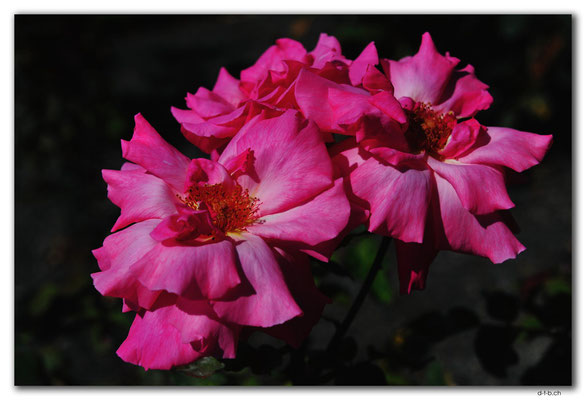 NZ0729.Christchurch.Botanical Garden.Rose