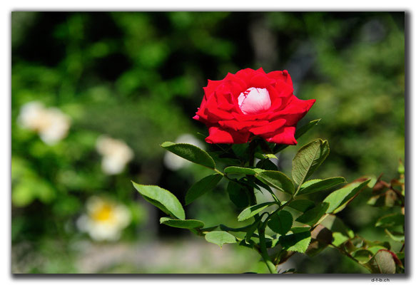 IR0167.Isfahan.Flower Garden.Rose