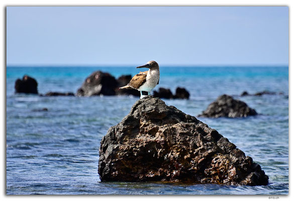 EQ0140.Floreana Island.Punta Cormorant.Blue Footed Boobie