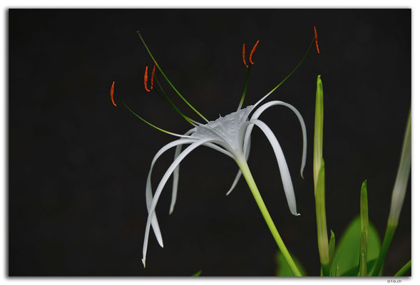 ID0051.Ubud.Pura Saraswati.Blume
