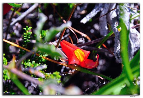AU0563.Green Head.Orchid