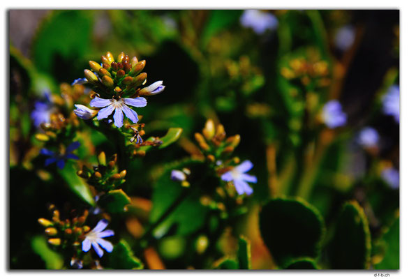 AU0560.Green Head.Blume