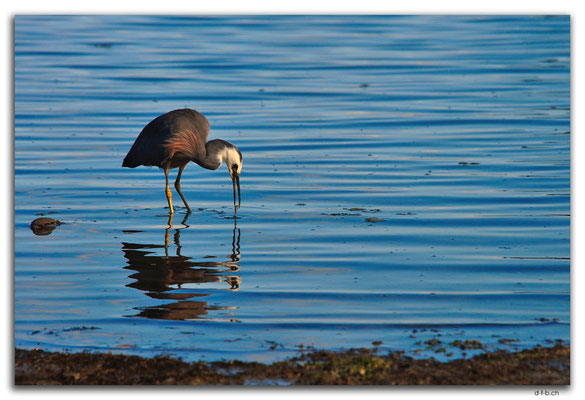 NZ0487.Motueka.Egret (White faced Heron) catches a fish