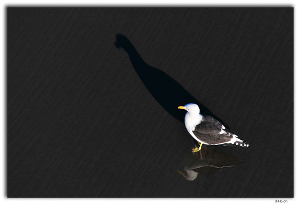 NZ0984.Christchurch.New Brighton.Seagull