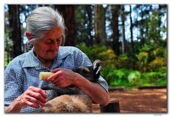 AU0755.Diamond Tree.Kangaroo-Lady of Manjimup
