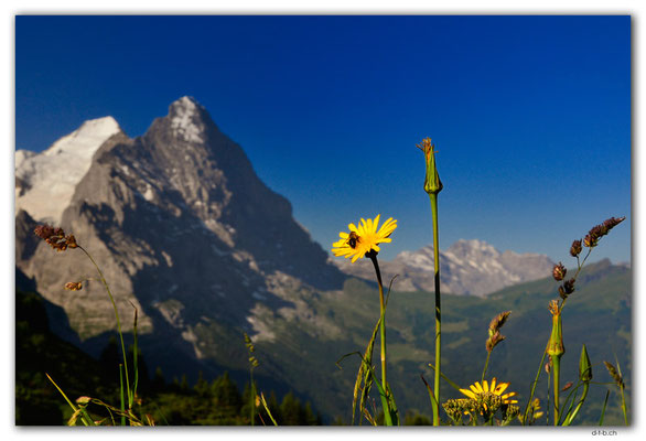 GW0525.Mönch und Eiger mit Löwenzahn