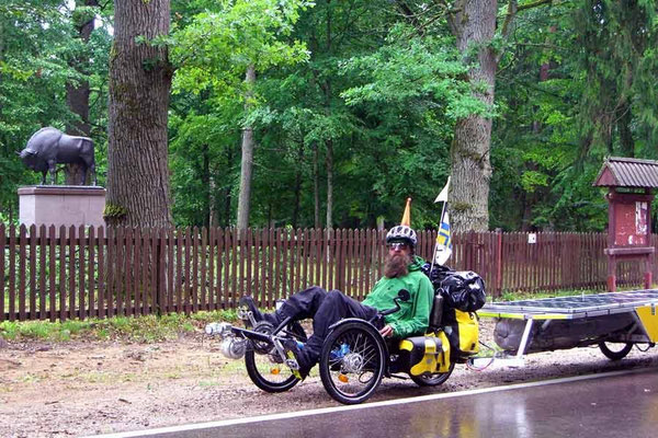 PL: Bialowieza. Solatrike und Büffel