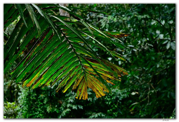 EQ0308.Los Bancos.Cascada Tatala