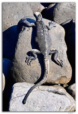 EQ0069.Española Island.Punta Suarez.Marine Iguana