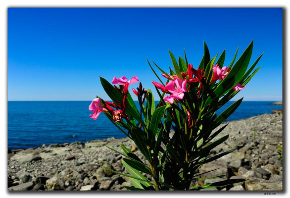 TR0986.Arhavi.Blumen
