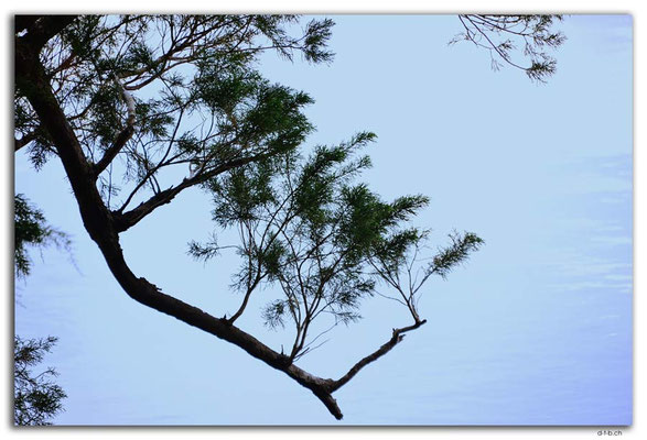 AU1438.Corinna.Huon Pine