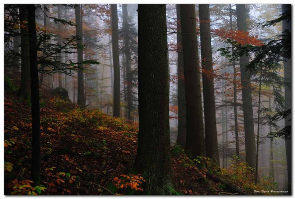 A0752.Wald.Creux du Van.CH