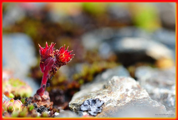 A0536.Kleine Blume.Klosters.CH