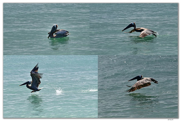 AW0010.Pelican