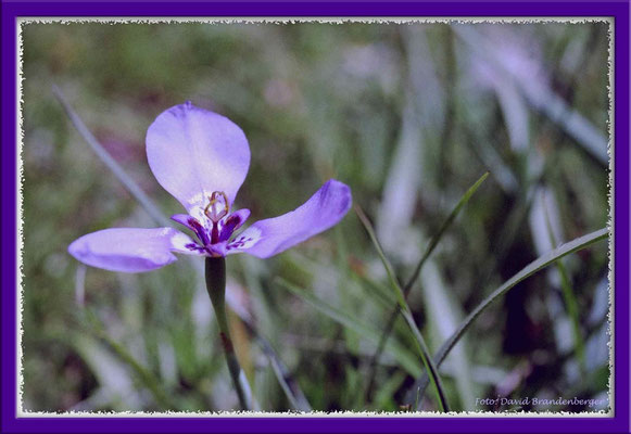 A0232.Blume.Gruta Helechos.UY