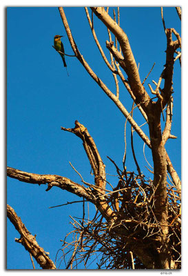 AU0025.Corroboree Billabong.Rainbow Bee-eater