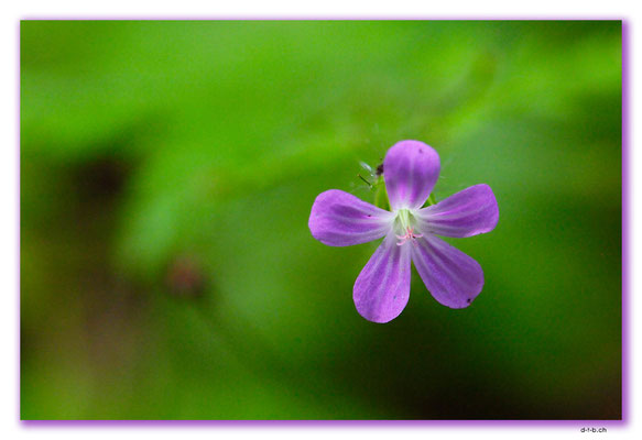 PL176.BialowiezaN.P. Blume
