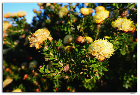 AU0507.Geraldton.Wildblume