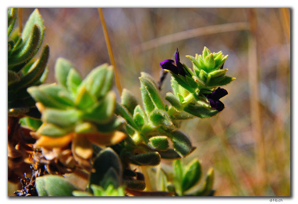 AU0329.Karratha.Sukkulentenblüte