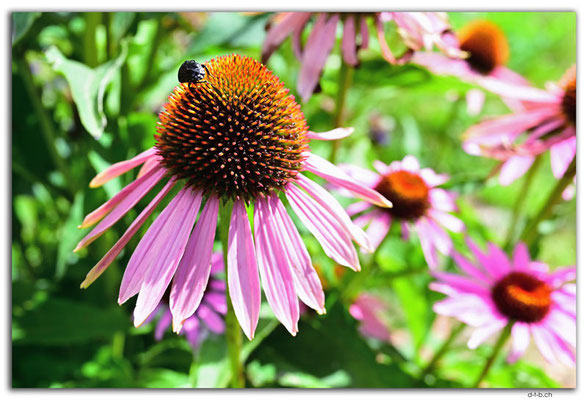 ES0227.Jardin Botanico de la Rioja.Echinacea purpurea