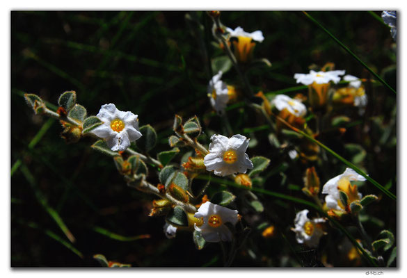 AU0354.Blume