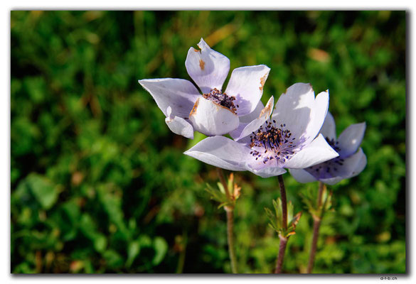 GR0546.Malia.Blumen