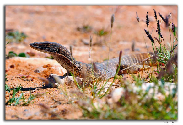 AU0398.Carnarvon,Perentie