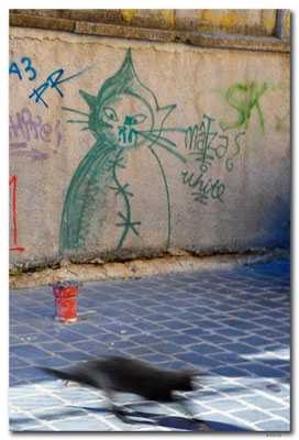 RO0108.Brasov.Katze