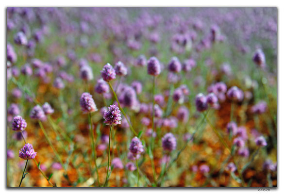 AU0356.Blumen