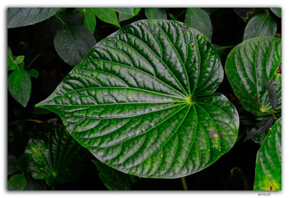 VT0033.Mele Cascades.Leaf
